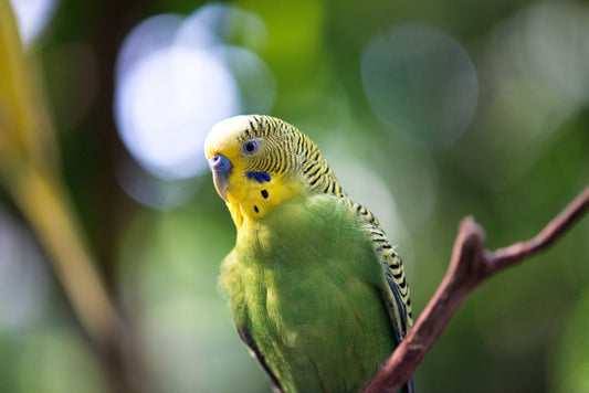 parakeet in a forest