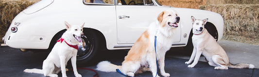 three dogs sitting in front of old Porsche