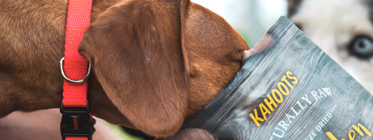 Dachshund sticking face in bag of Kahoots Freeze Dried Treats