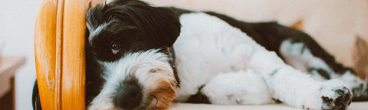 Fluffy dog looking tired at the camera