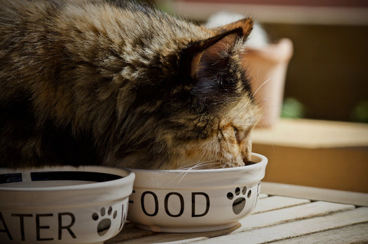 Cat eating out of bowl