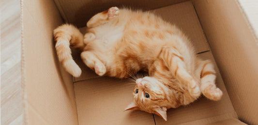 4 Reasons Your Cat Goes Potty Outside the Litter Box