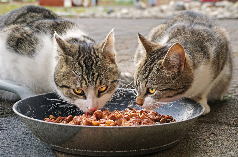 Two cats eating
