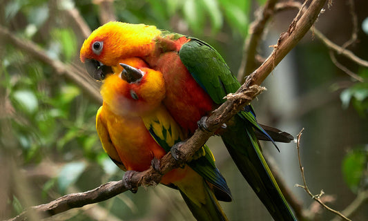 Conures