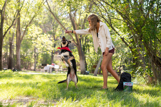 Dog doing tricks or kahoots training treats in a forrest