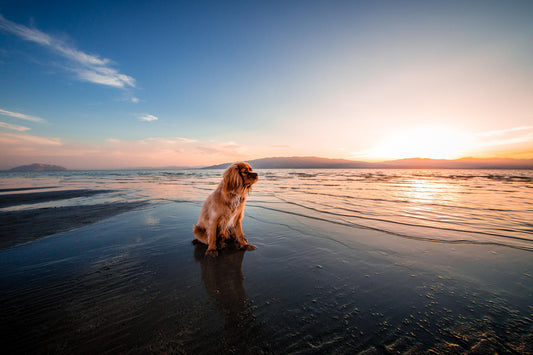 Dog sitting on a dog beach
