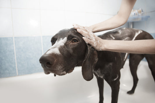 Keeping Your Pet Healthy and Comfy in Cold Weather