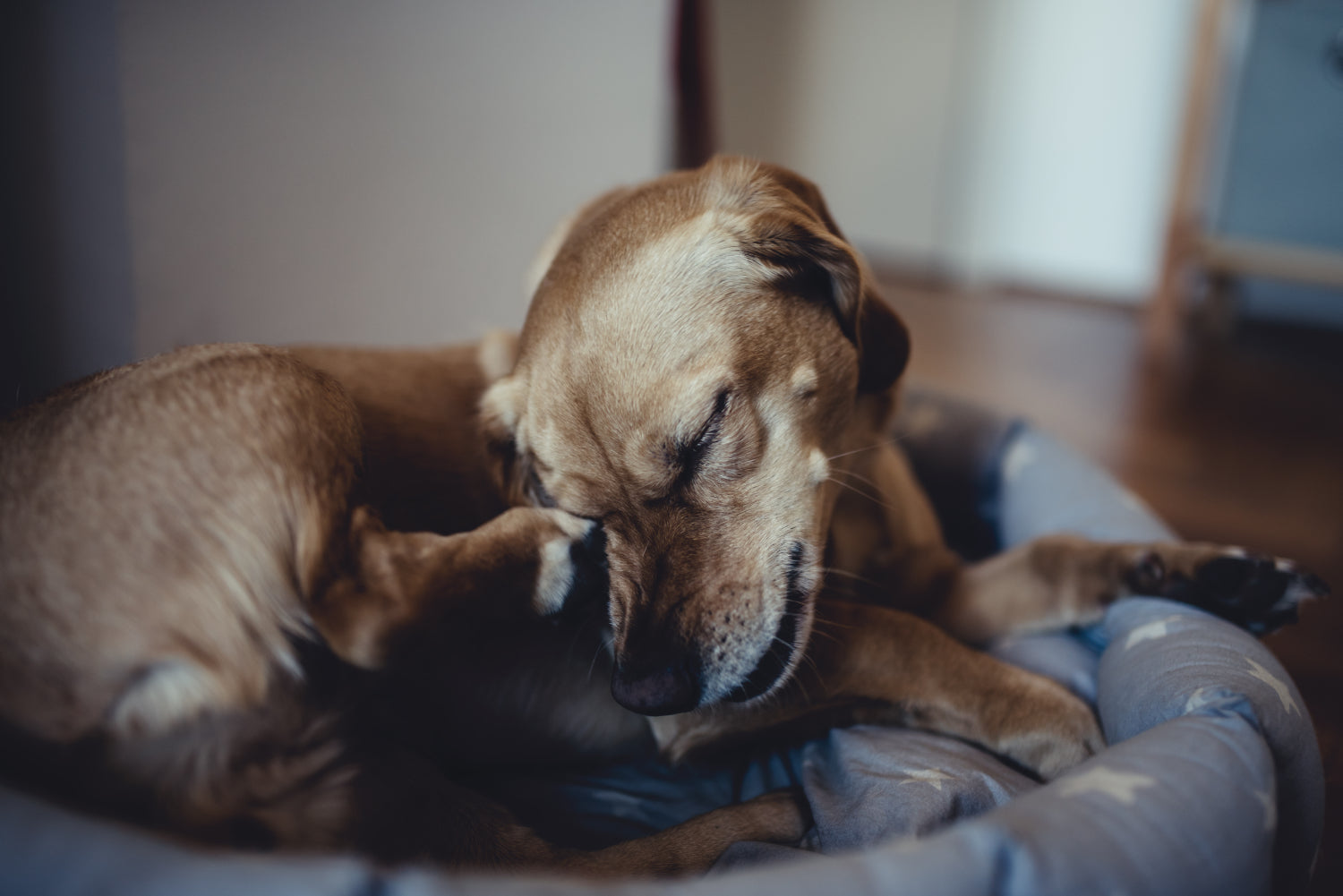 Why Dogs Get Rashes and How to Fix Them – Kahoots