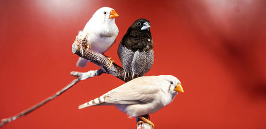 Canaries and Finches