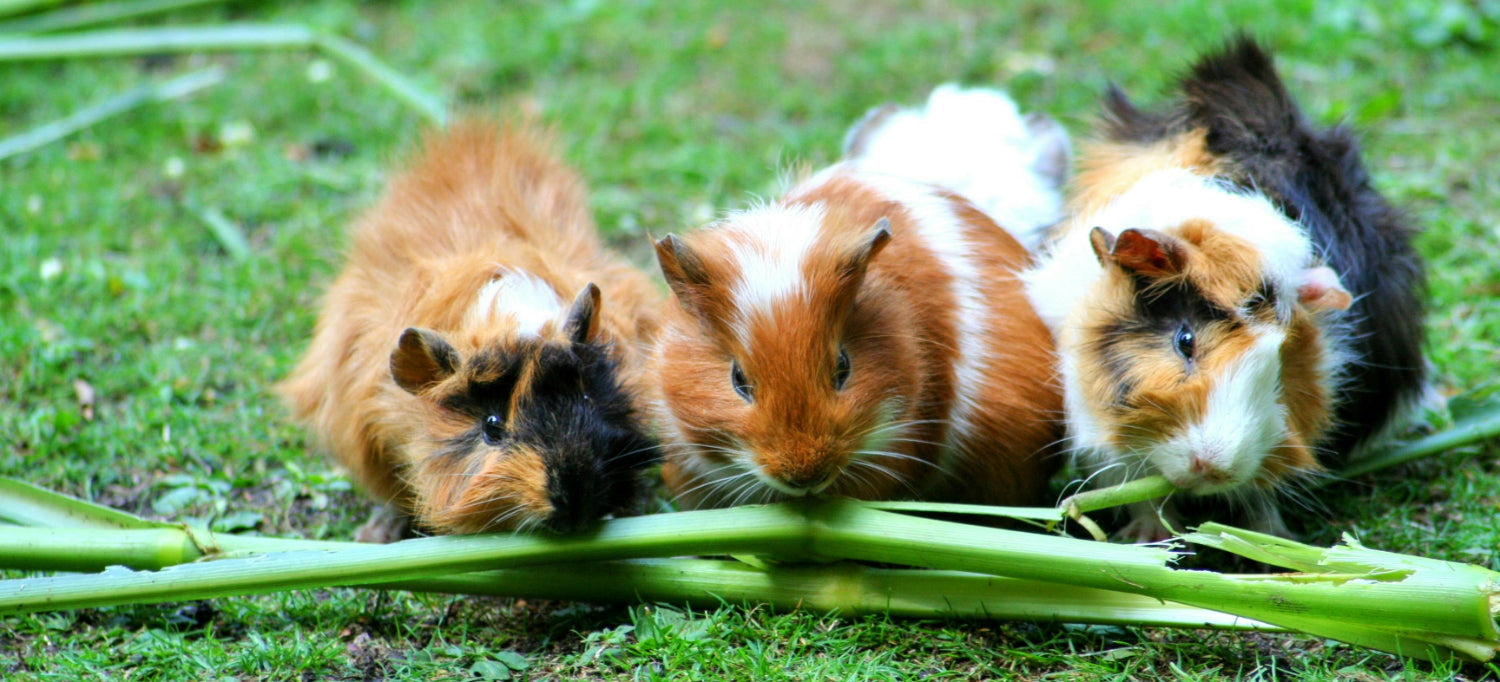 Pet Sitting Guinea Pig Holiday Boarding Near Me Pet Boarding In
