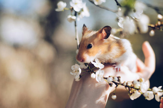Hamsters