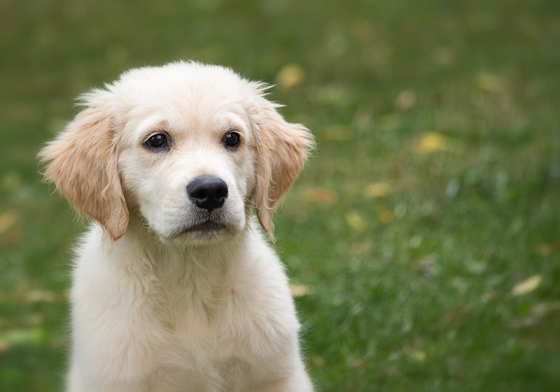 Puppy in a field