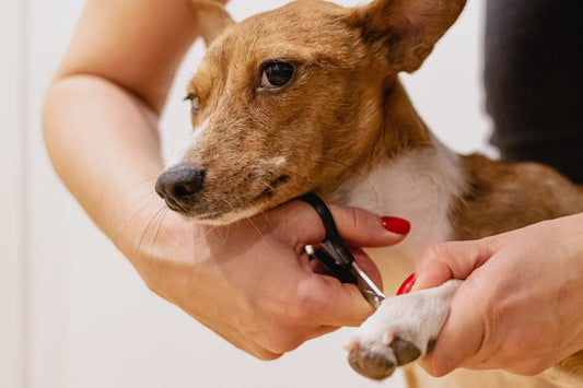 Dog getting its nails trimmed