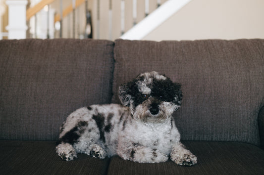 Puppy that needs to be potty trained, lying on a gray couch