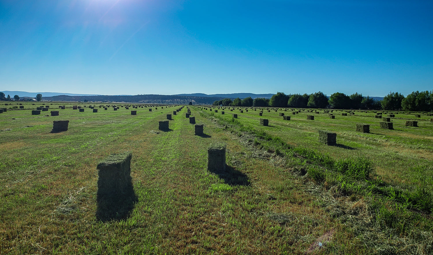 Green hay bales in a field