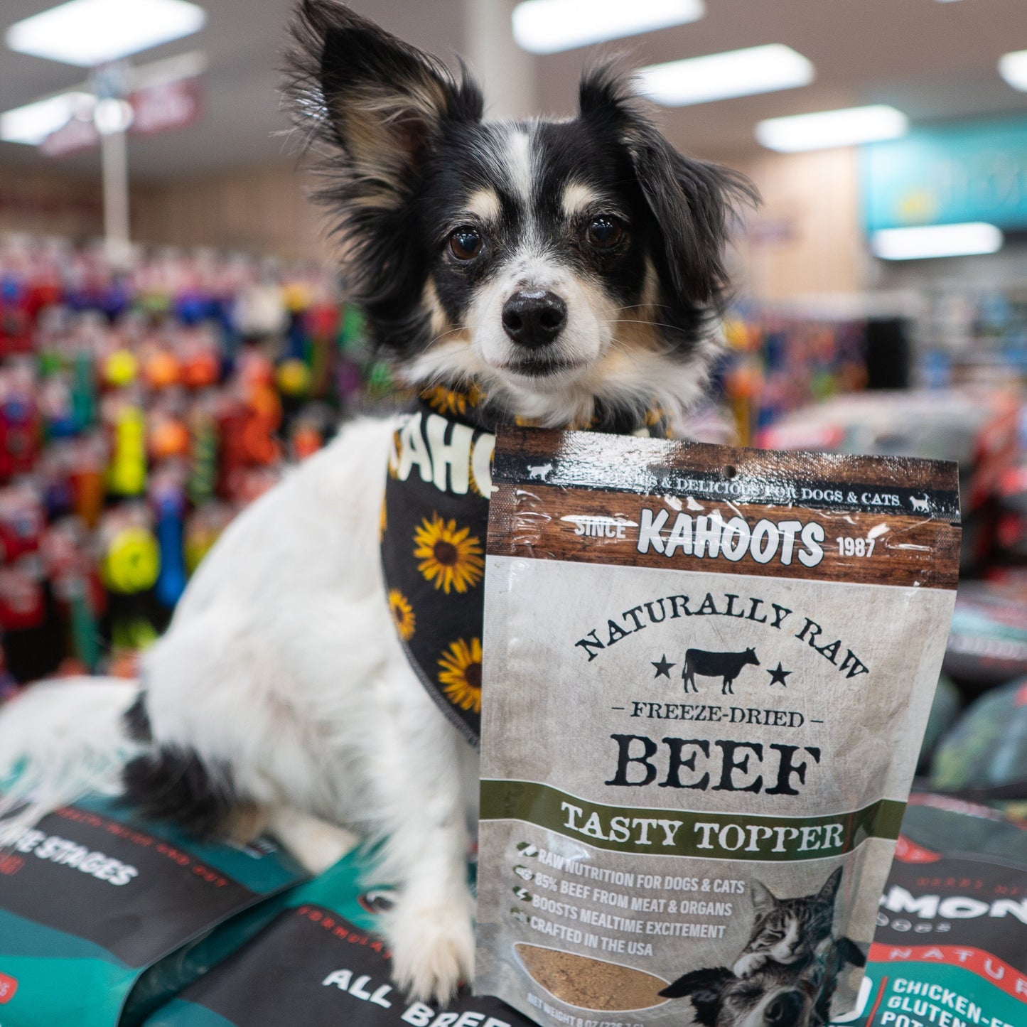 Dog sitting behind a package of Kahoots beef tasty topper in a store setting