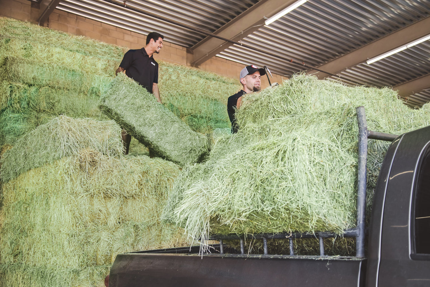 Two Kahoots employees loading hay into the back of a truck
