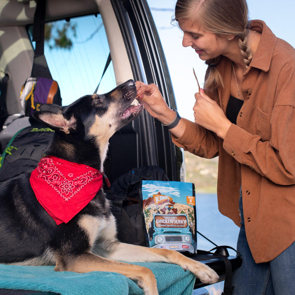 Woman giving a dog a piece of chicken jerky