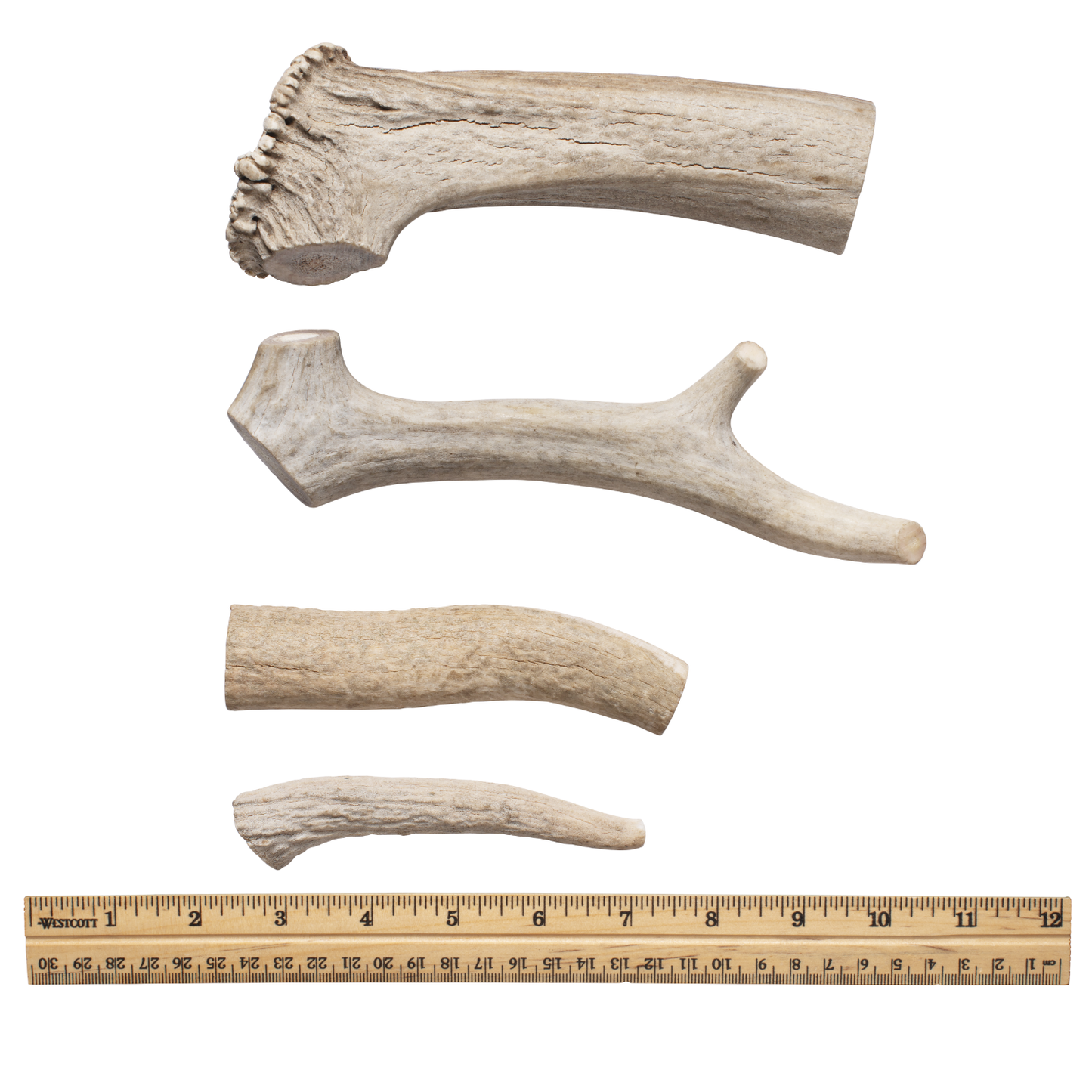 Whole antler lineup
