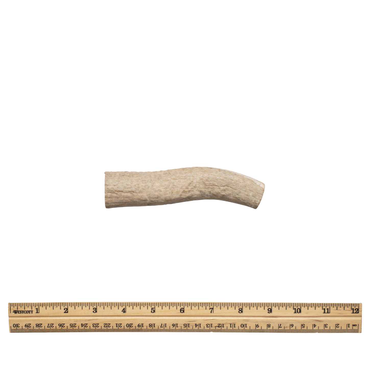 Whole antler md without tag