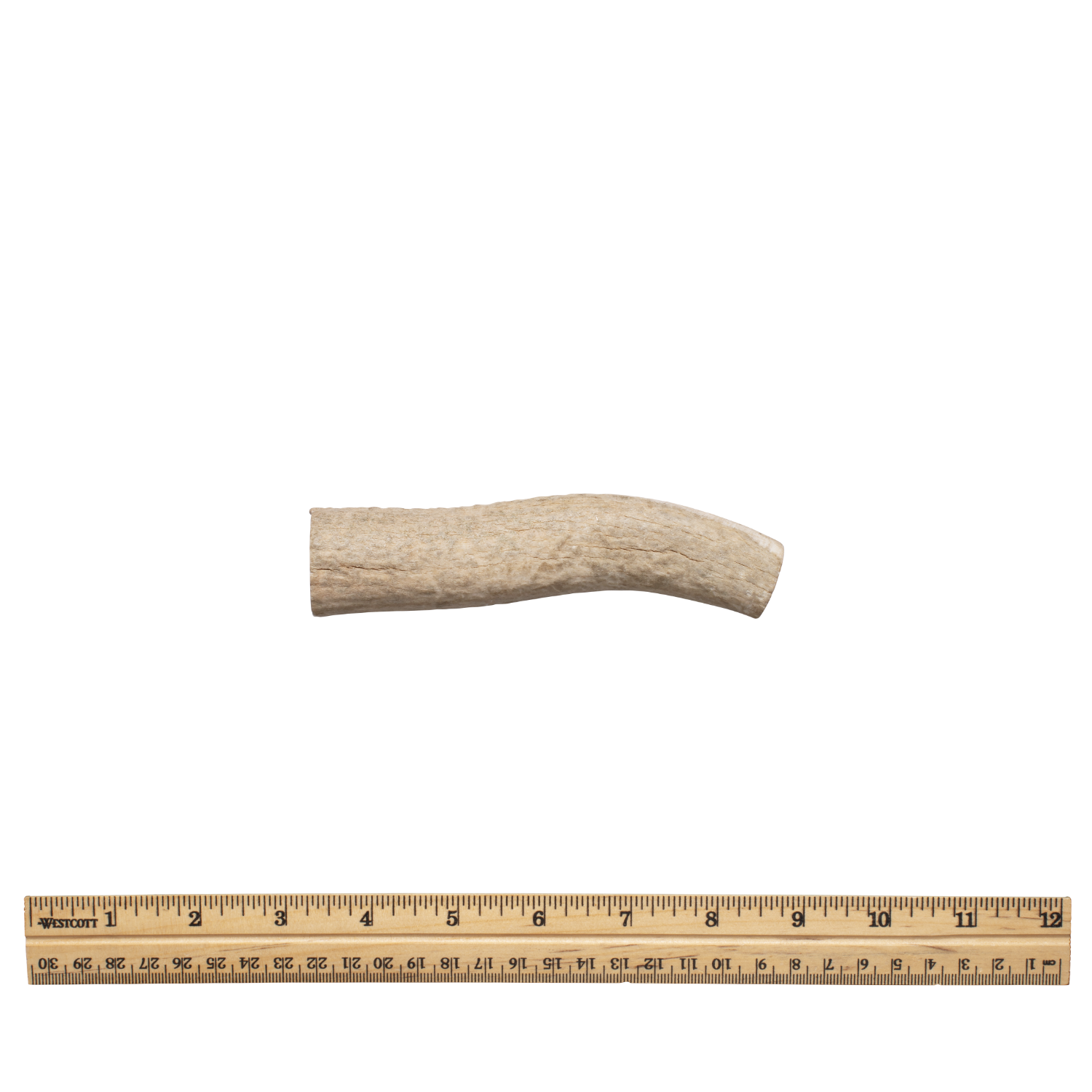 Whole antler md without tag