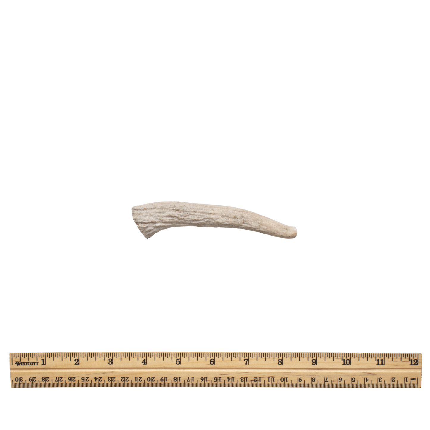 Whole antler sm without tag