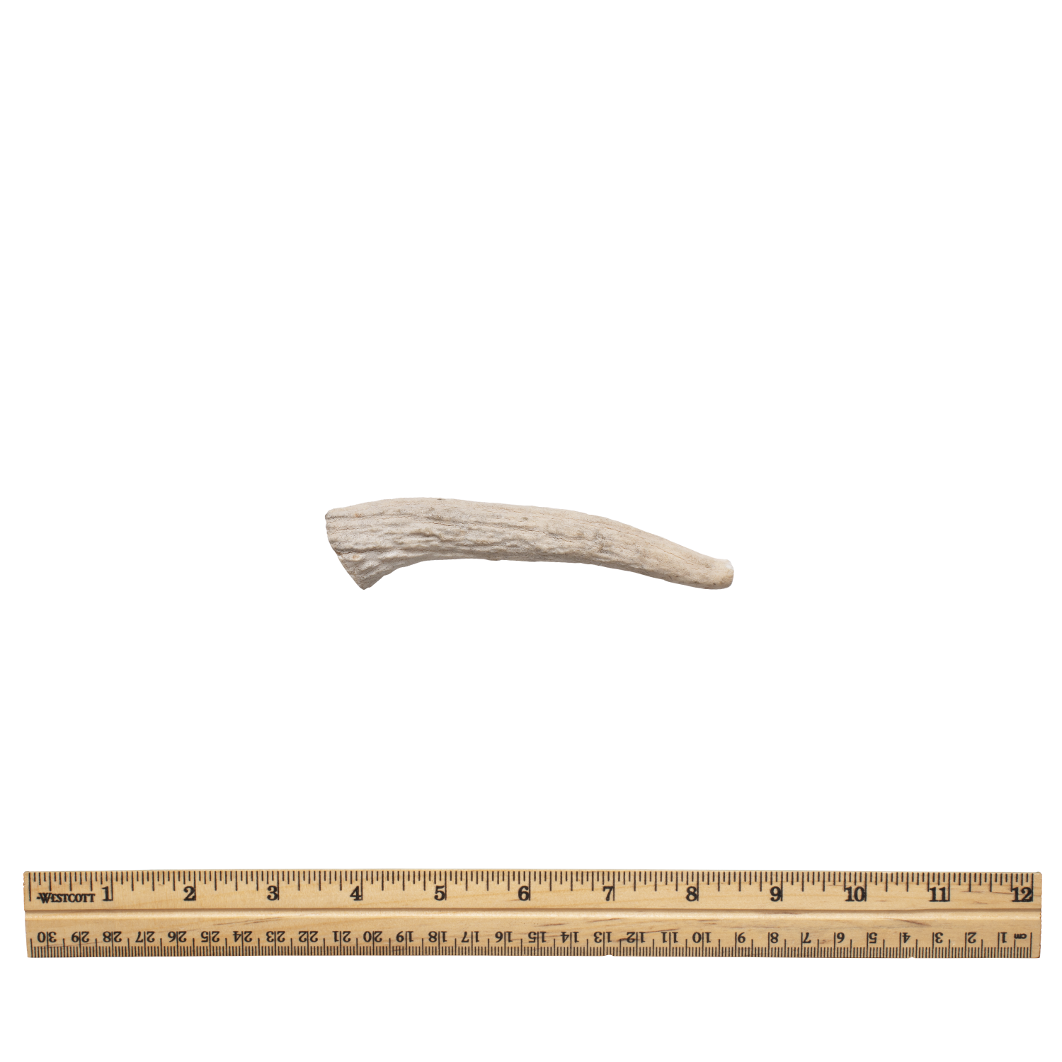 Whole antler sm without tag