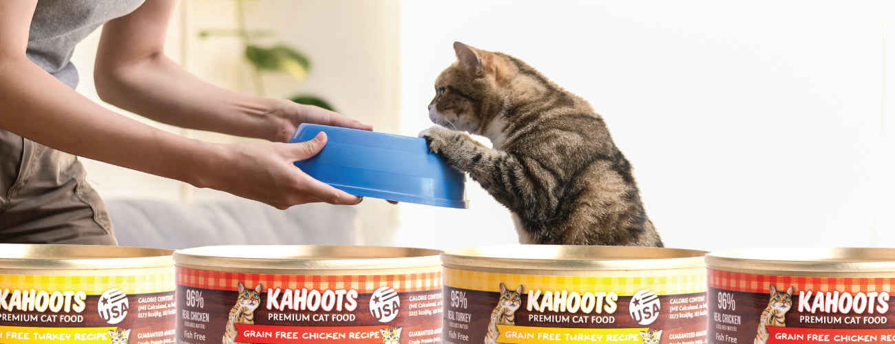 Cat standing on hind legs and looking into bowl of food, kahoots cat food cans in foreground