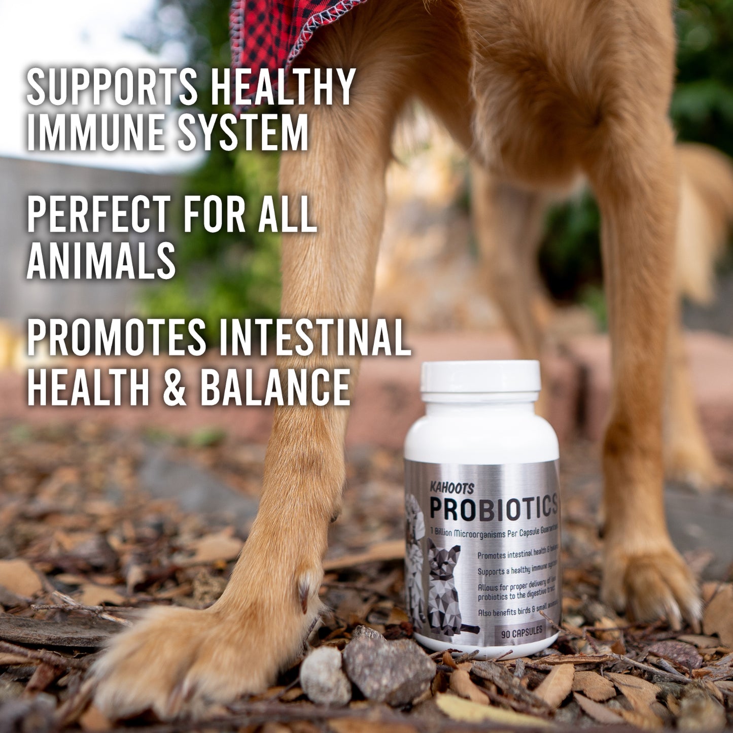 Kahoots Probiotics bottle with a dog's paw in the background, text about product benefits.