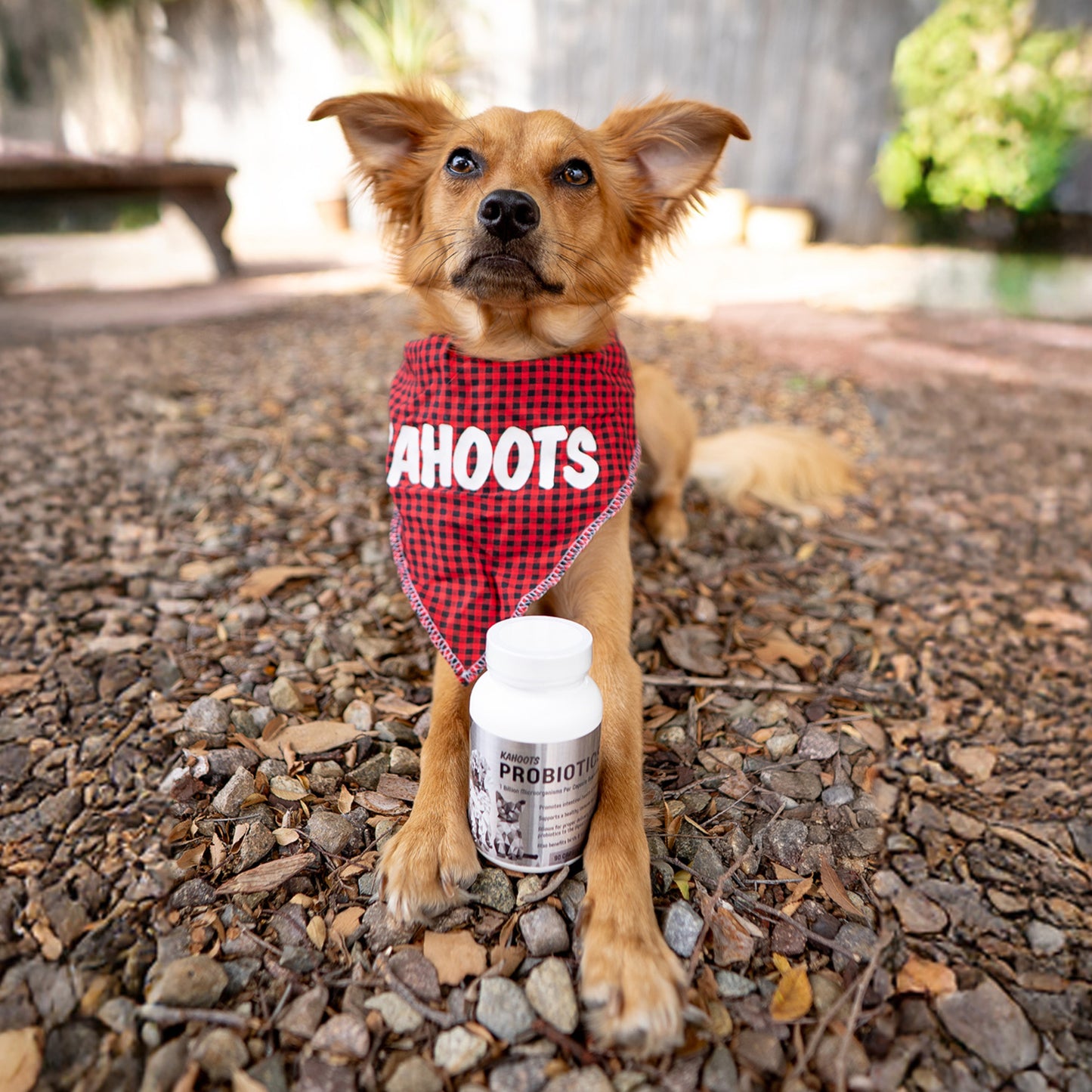 Dog posing in a park with Kahoots probiotics