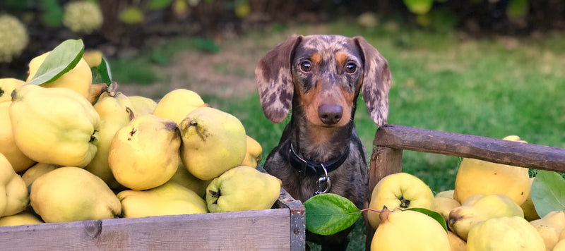 Dachshund sitting in a cart of lemons