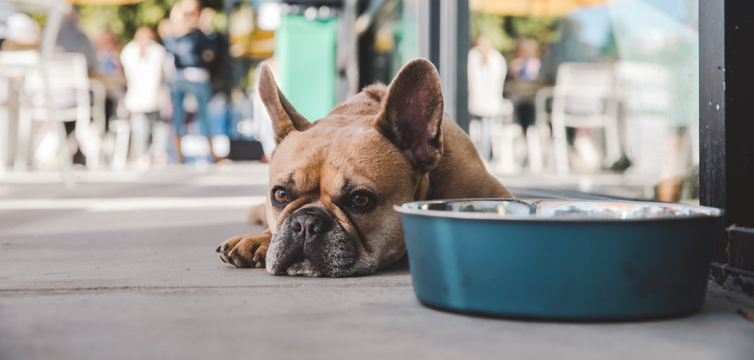 French Bulldog lying moodily beside food bowl