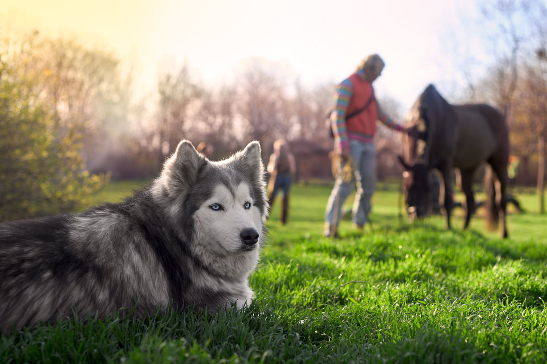 dog and horses in a field with handlers