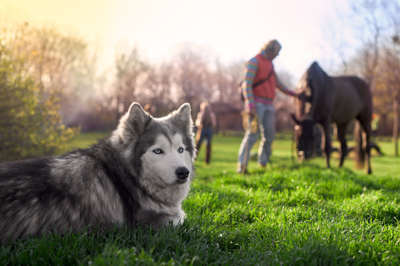 Dog laying in a green field with a horse and their owner in the background