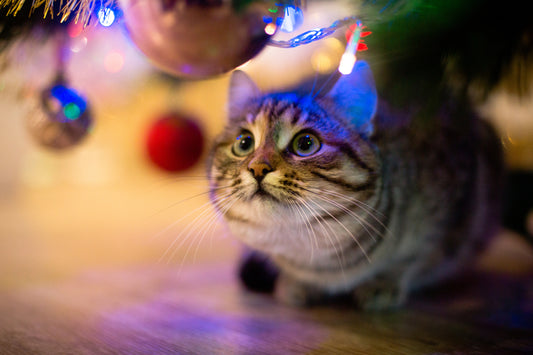 Cat under Christmas tree looking at ornaments