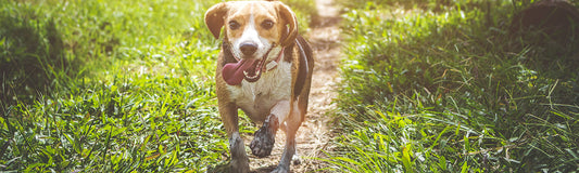 Beagle running down grassy trail