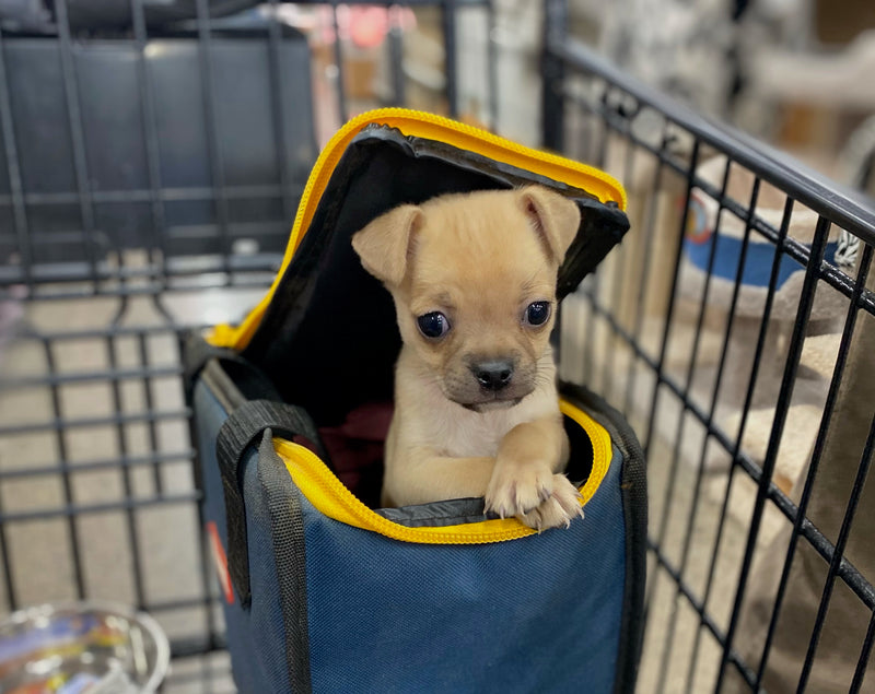 Cute puppy in shopping cart