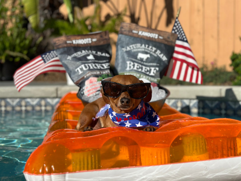 Dog on a pool float, wearing glasses, with American flags in the background