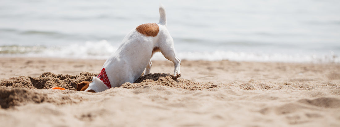 Little dog digging a deep hole on the beach