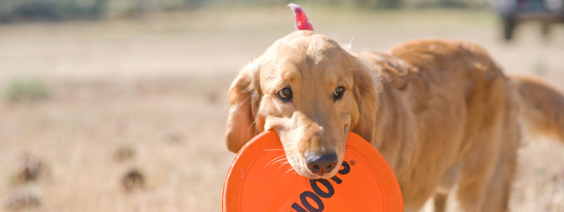 Kahoots Feed Kahoots Dog Store How To Help Dogs In Hot Weather