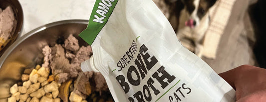 Why Dogs Should Have Bone Broth