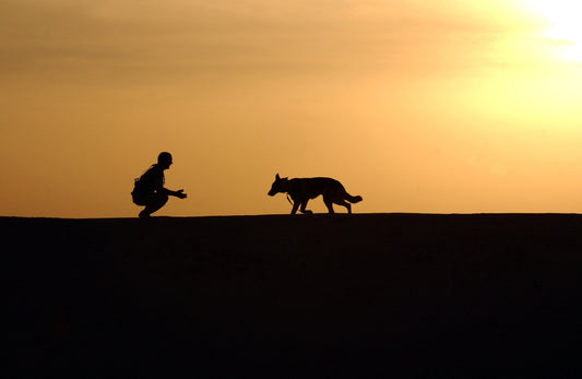dog running toward man during sunset