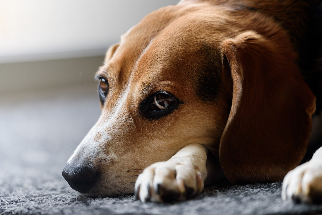 Sad beagle laying with head on paws