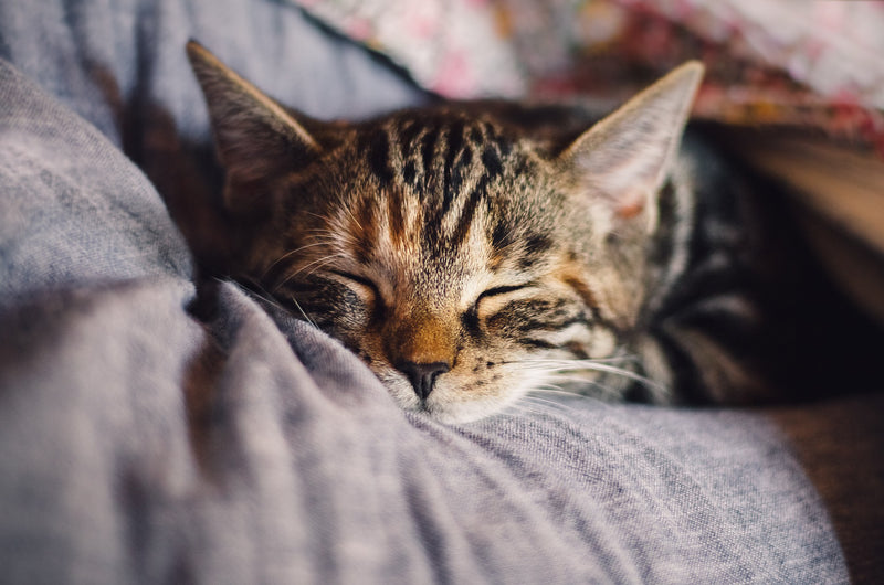 Understanding and Preventing Chronic Kidney Disease in Cats