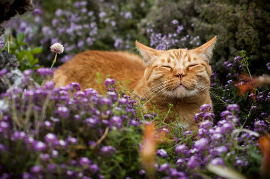 Cat laying down in field of purple flowers