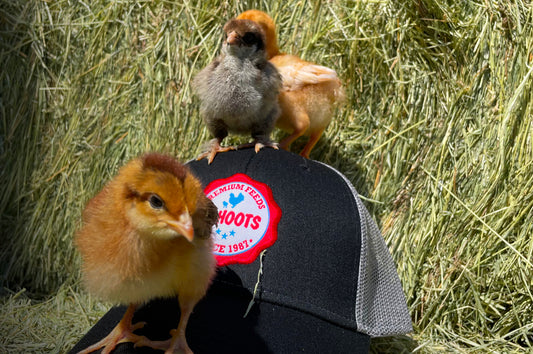 Chicks perched on a hat with the kahoots logo on the front
