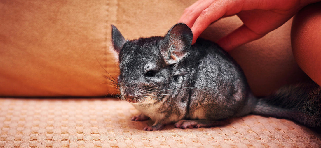 Chinchillas
