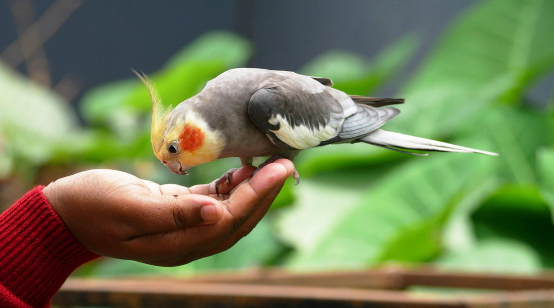 Cockatiel in hand
