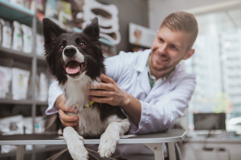 Border Collie at the Vet