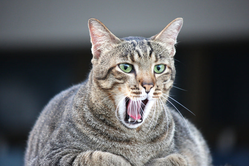 Fat cat shocked about its new diet plan